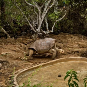 Giant Tortoises