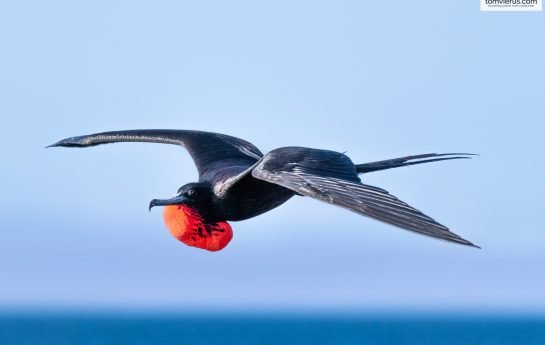 A protrait of a flying male Magnificent Frigatebird
(Fregata magnificens) with its gular sac inflated in order to attract a mate. Photographed on North Seymour Island, Galapagos Archipelago, Ecuador.