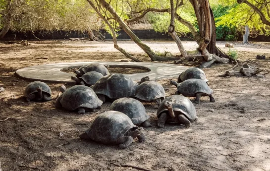 Tortoise Breeding Center A