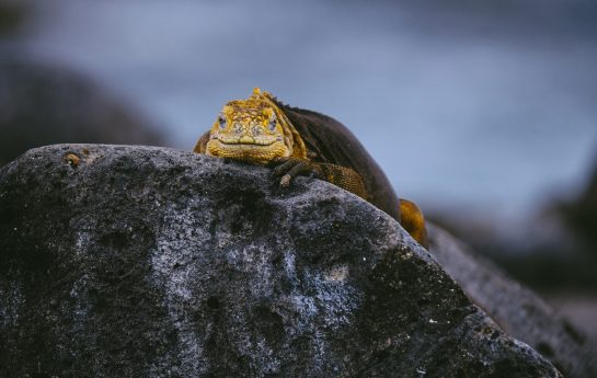 A yellow iguana on a rock looking towards the camera with blurred background
