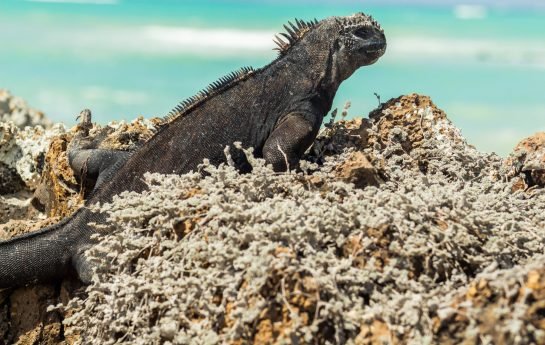 Close-up of an iguana by the ocean in the Galapagos Islands, on some stones