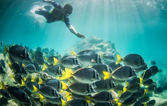 snorkeling-on-galapagos-cruise-1